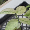 Monstera laniata variegated 'Mint'