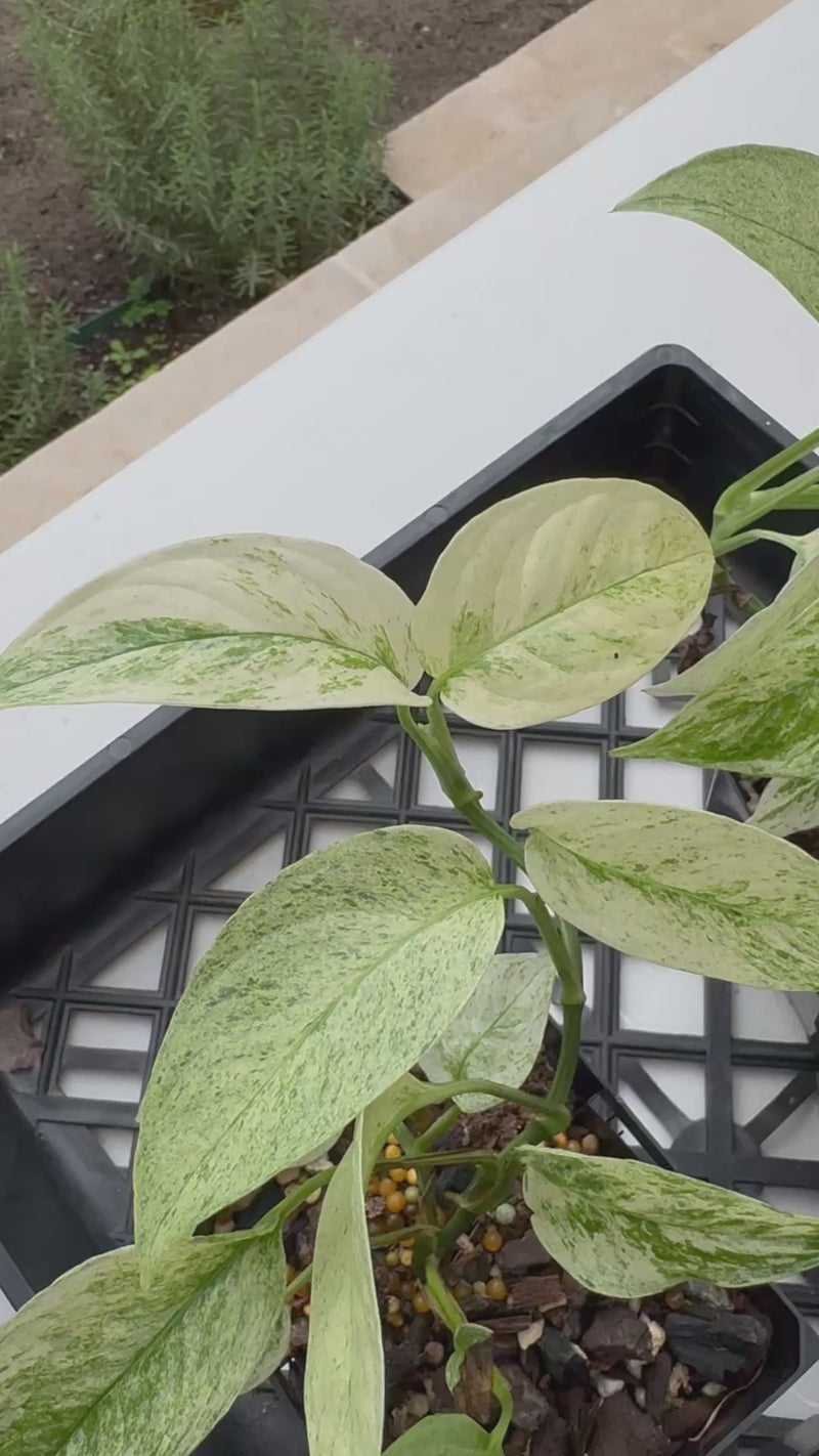 Monstera laniata variegated 'Mint'