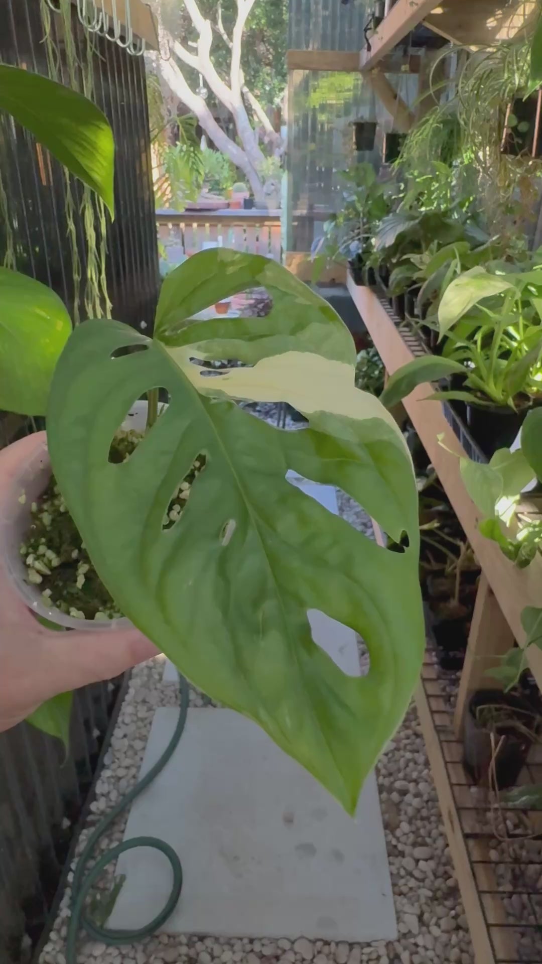 Monstera adansonii variegated - Large Form