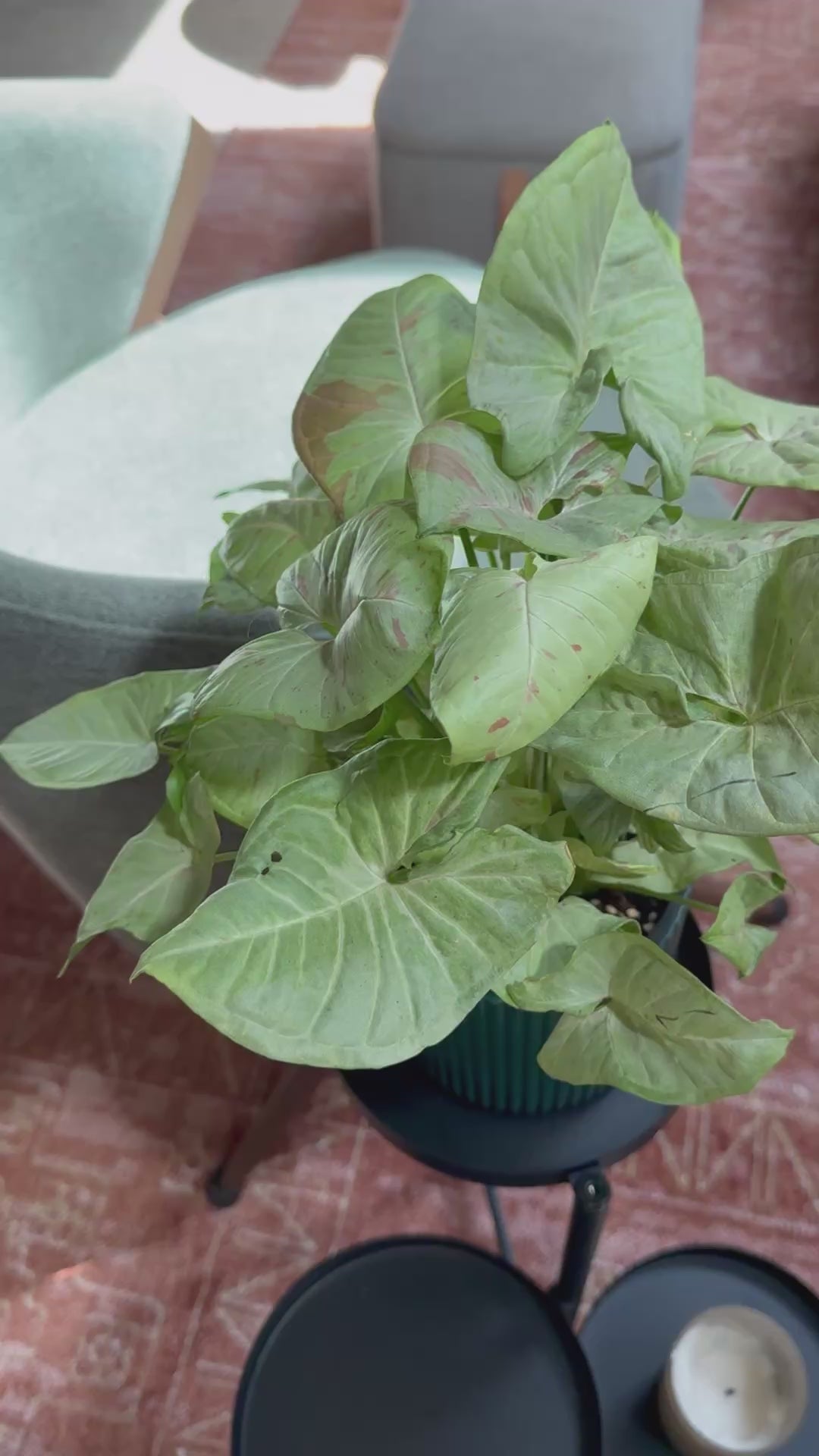 Syngonium 'Confetti'