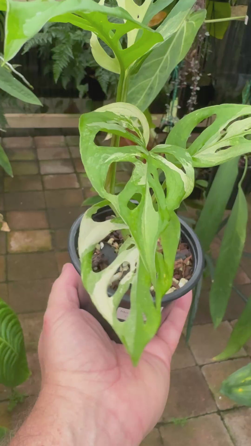 Monstera adansonii variegated