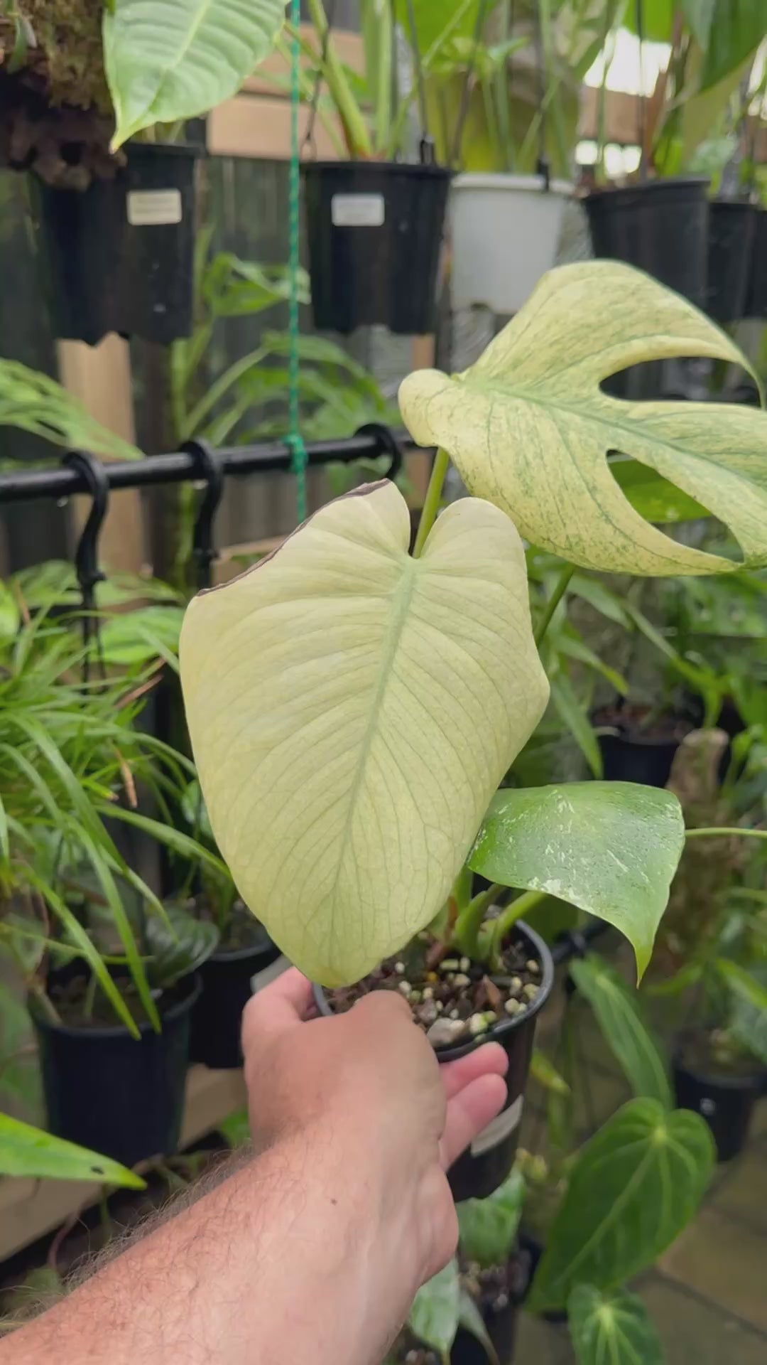 Monstera 'True Mint'