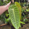 Anthurium Veitchii Narrow Form - Plant D