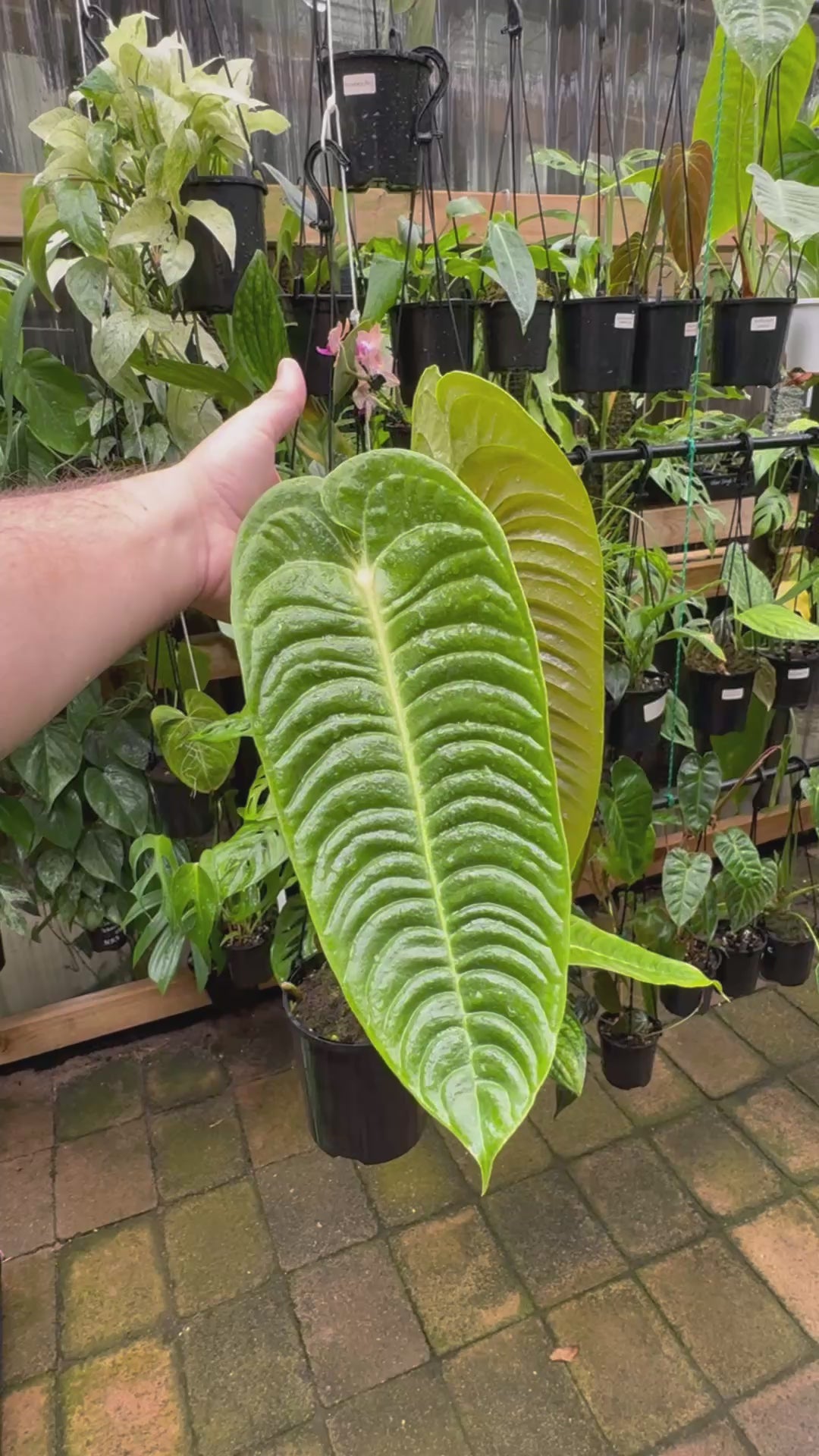 Anthurium Veitchii narrow form - Plant D – UrbanJungleSydney
