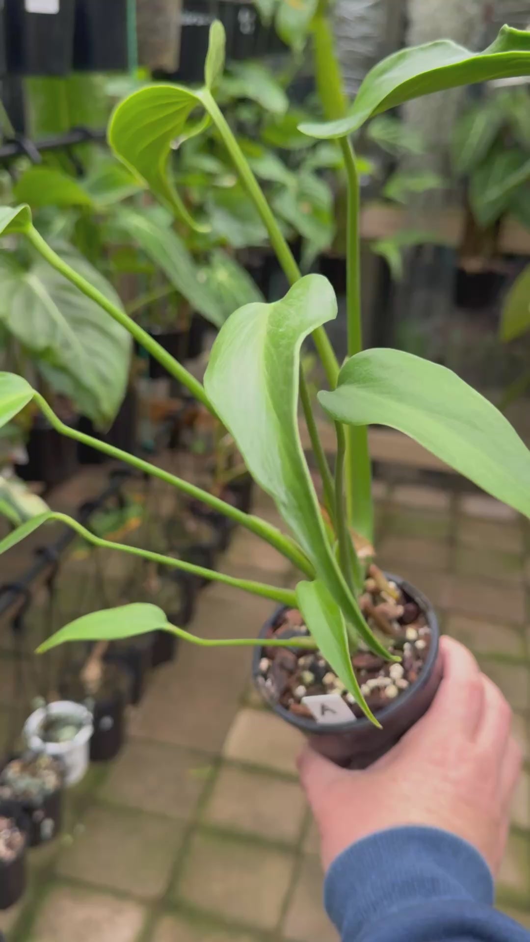 Monstera 'Burle Marx' Flame