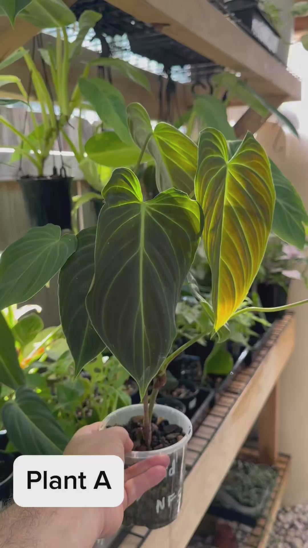 Philodendron splendid