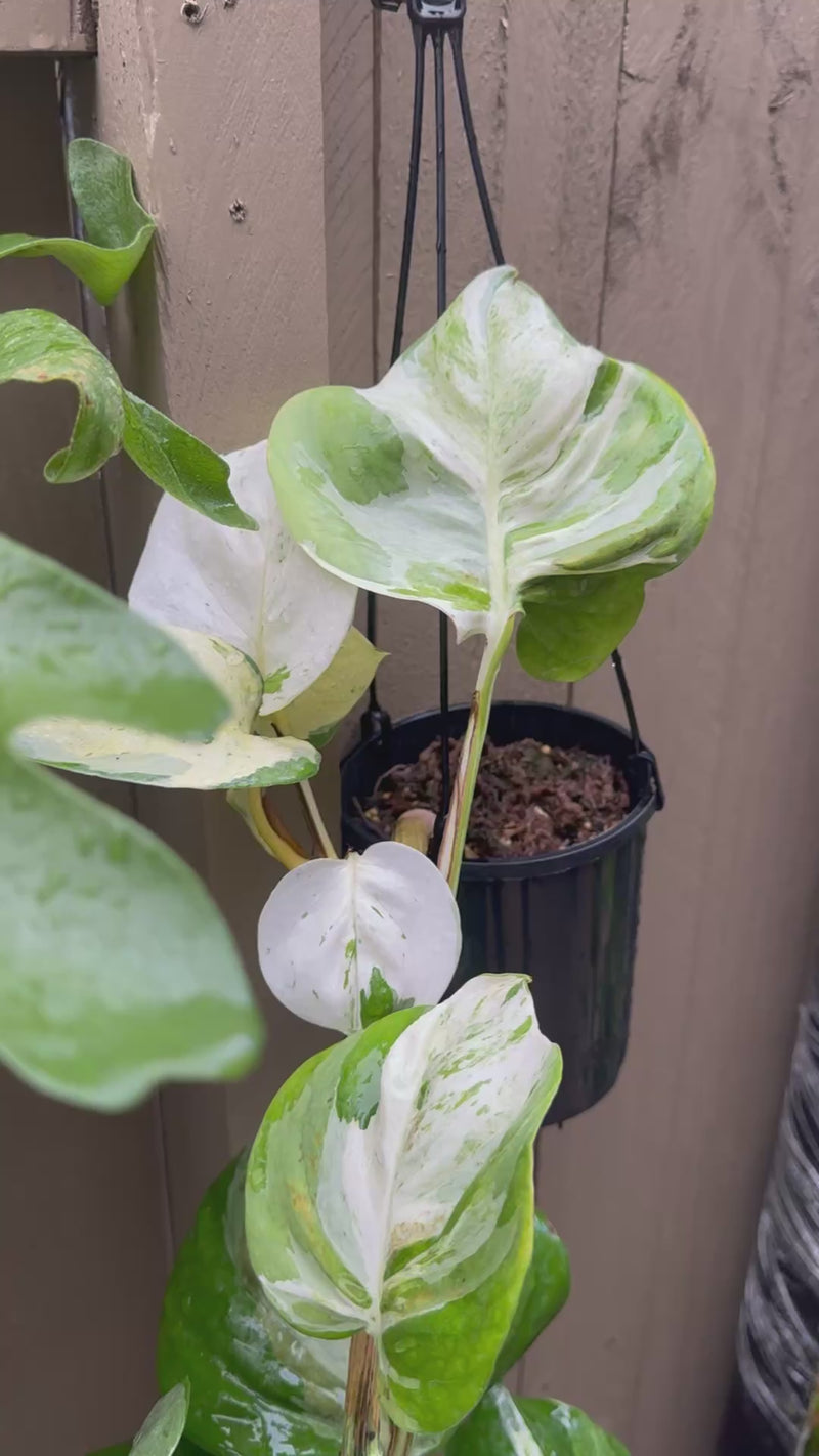 Epipremnum 'Manjula'