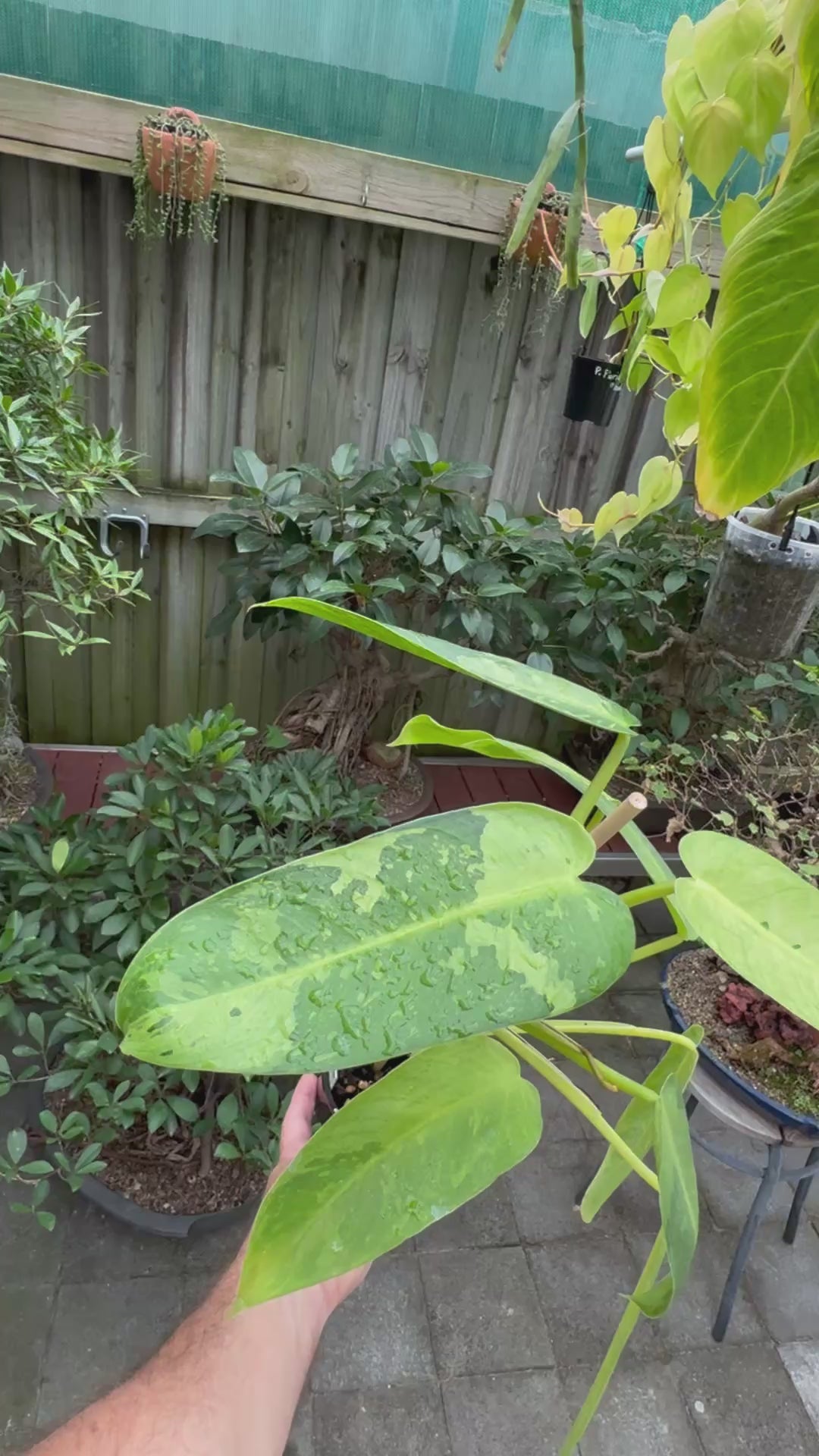 Philodendron 'Jose Buono'