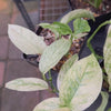 Monstera adansonii subsp. laniata — Mint Variegated Form