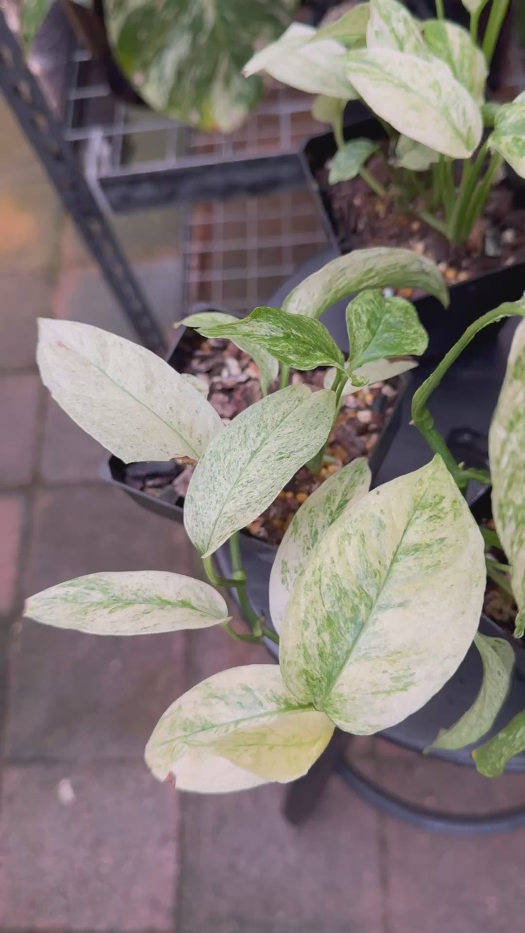 Monstera adansonii subsp. laniata — Mint Variegated Form