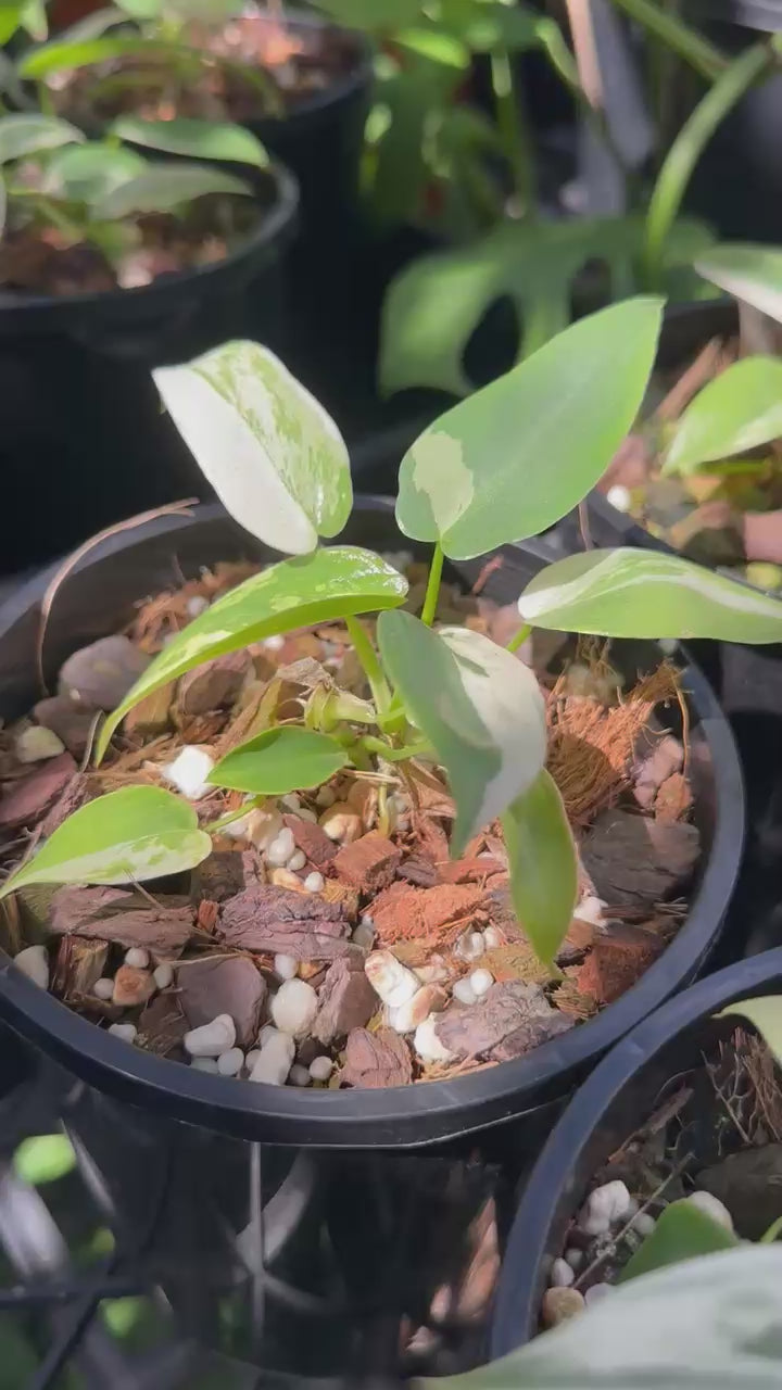  Philodendron ilsemanii 