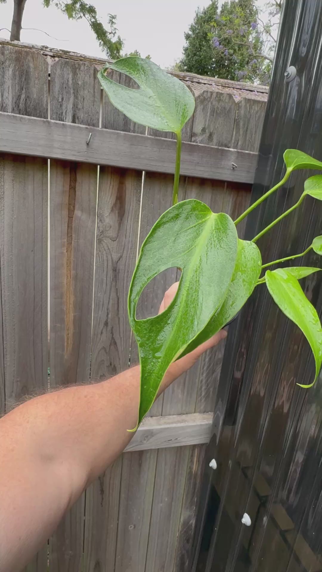 Monstera 'Burle Marx' Flame