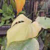 Monstera 'White Monster'