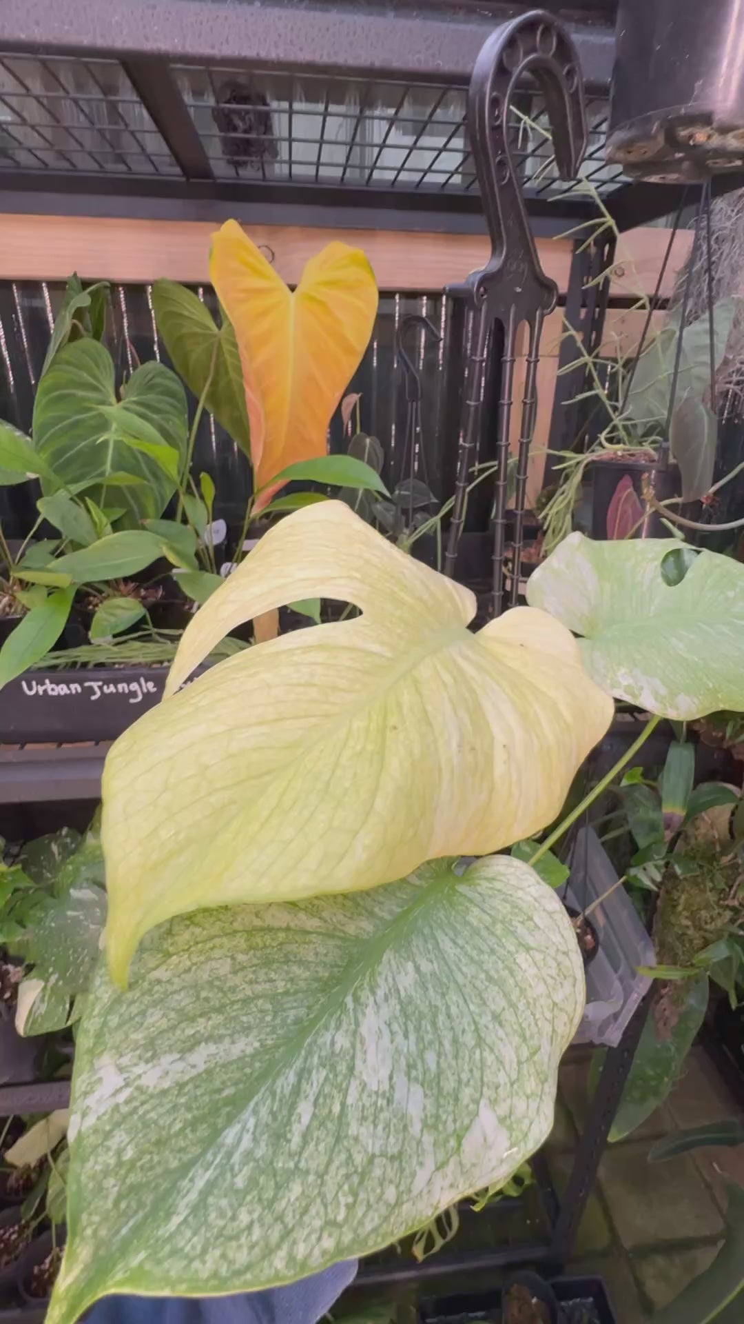 Monstera 'White Monster'