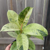 Ficus shivereana