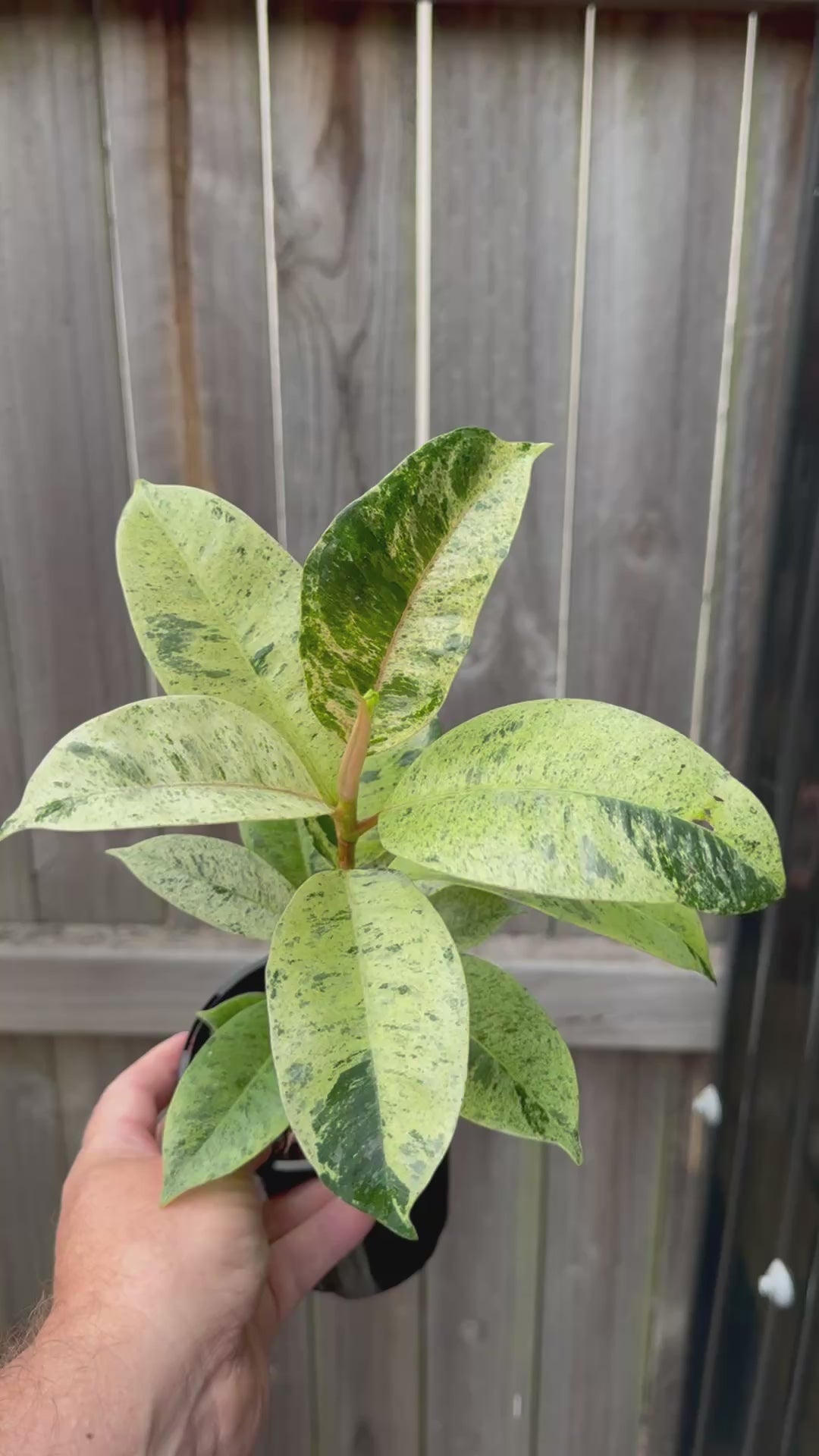 Ficus shivereana