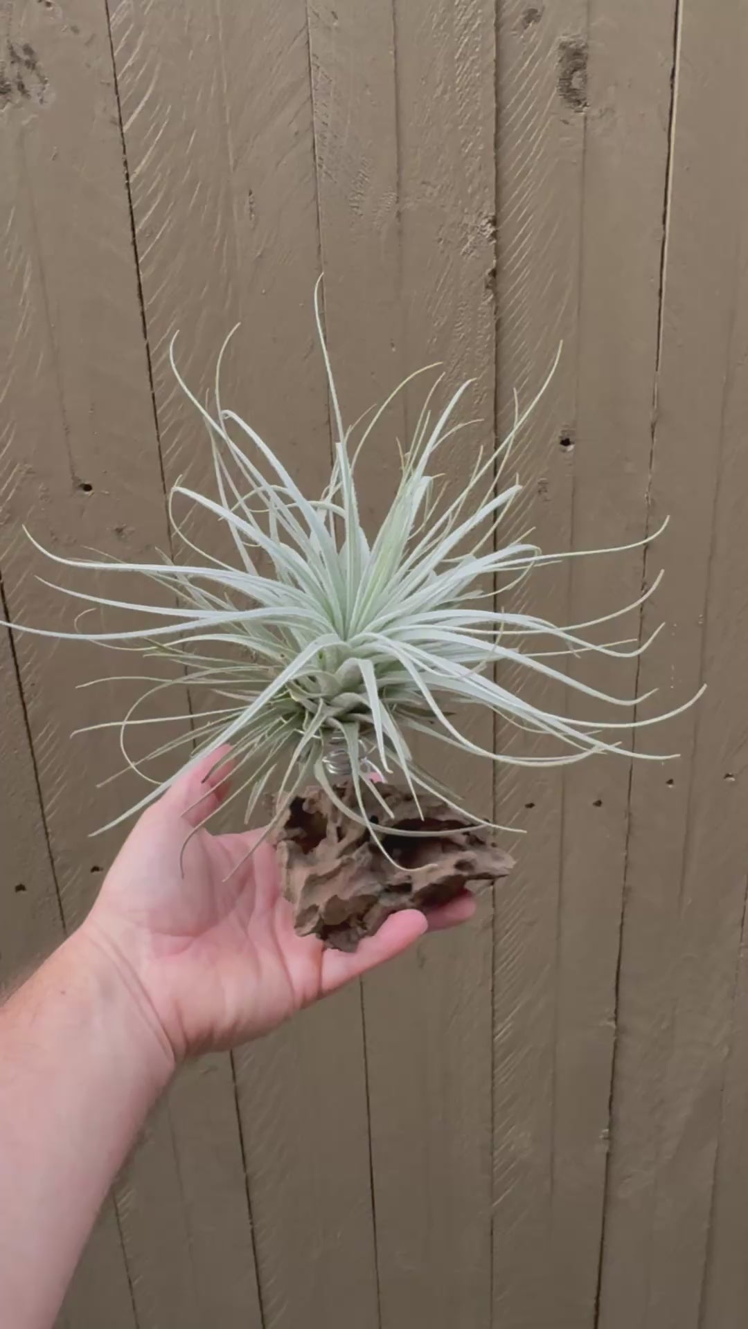 Tillandsia - tectorum