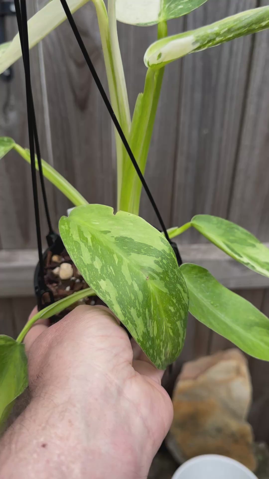 Philodendron 'Jose Buono'