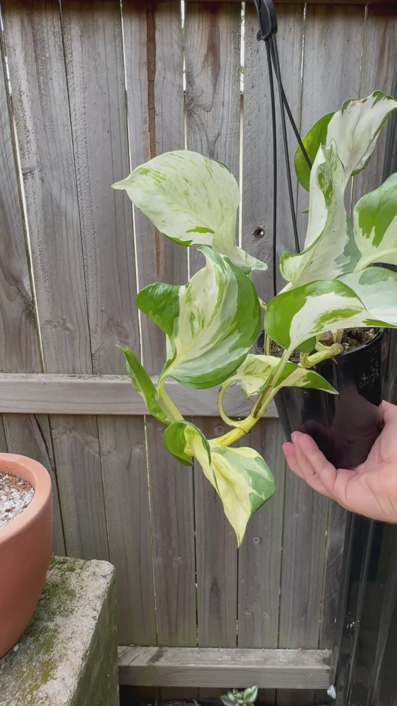 Epipremnum 'Snow Queen'