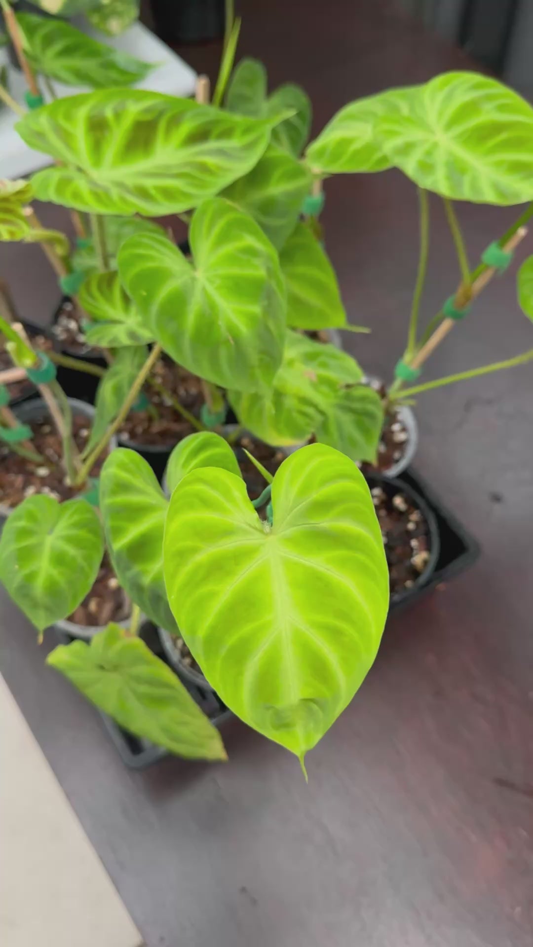 Philodendron verrucosum