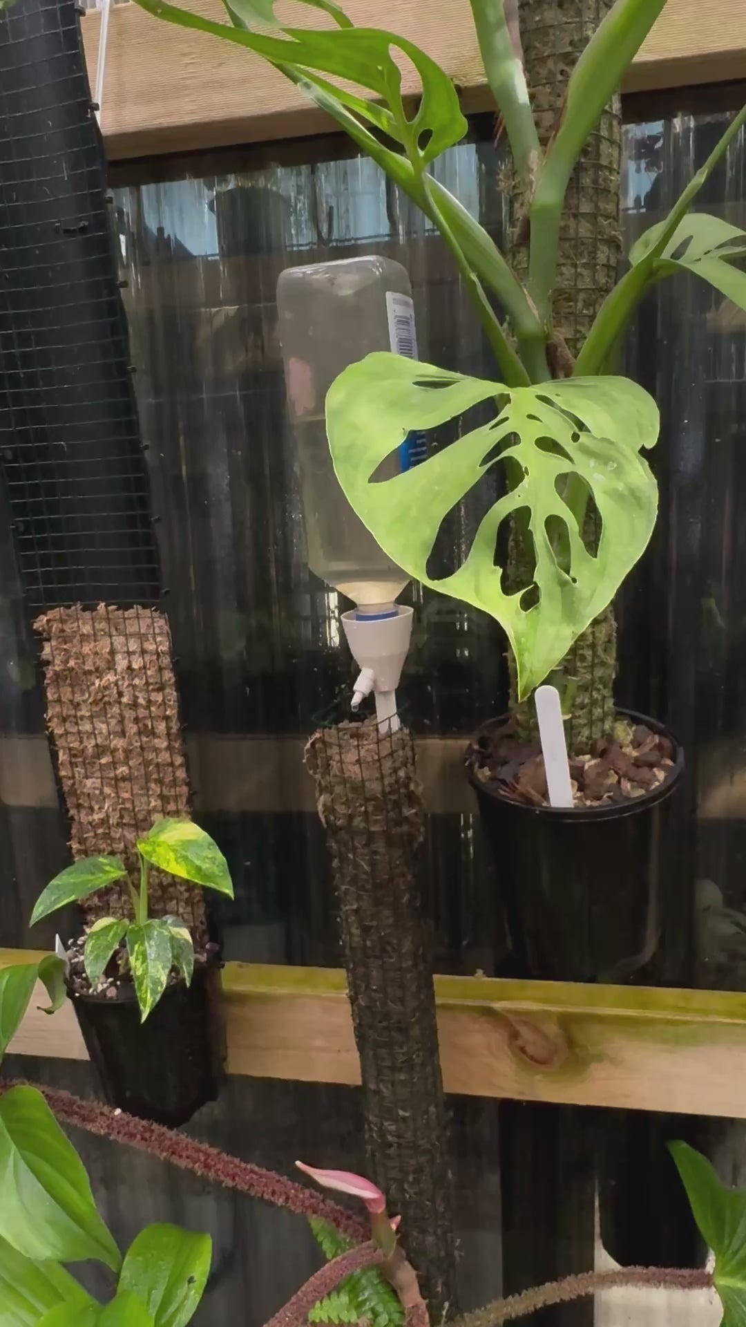 Lazy Dripper Watering System
