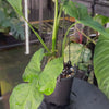 Syngonium 'Mojito'