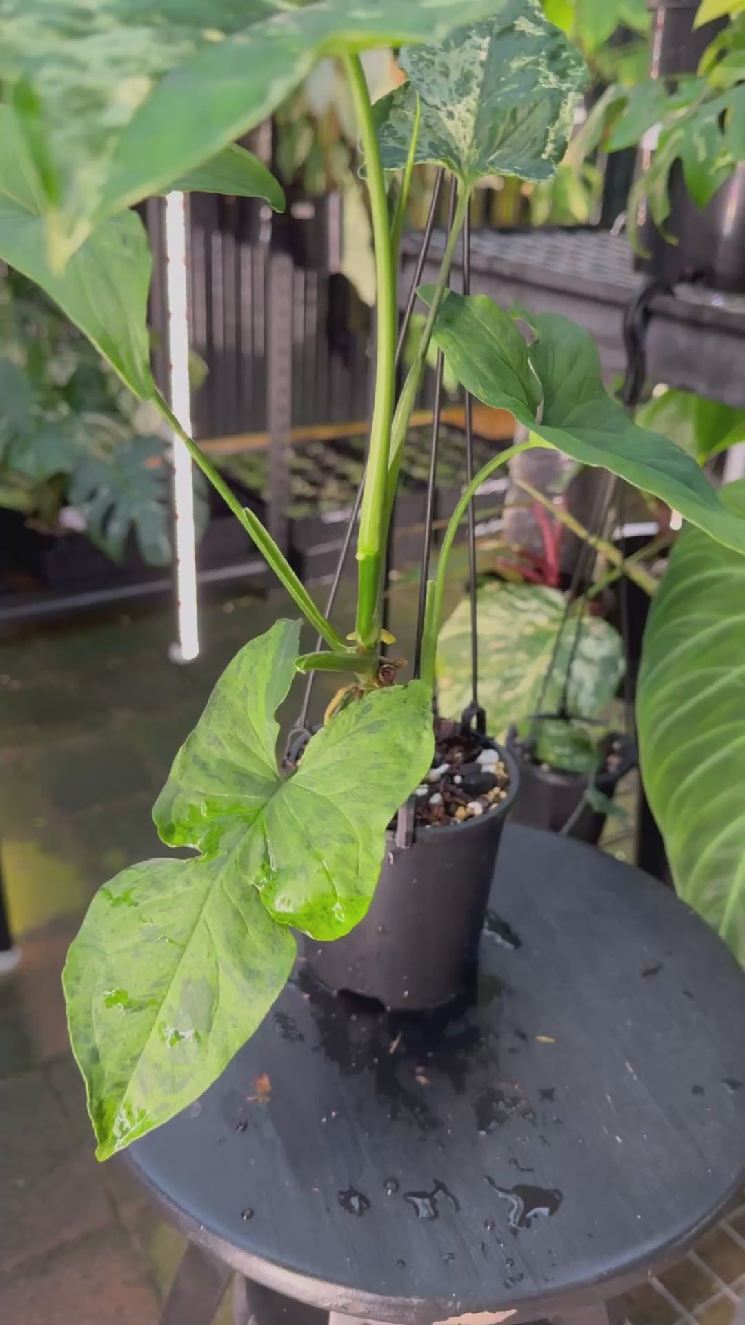 Syngonium 'Mojito'