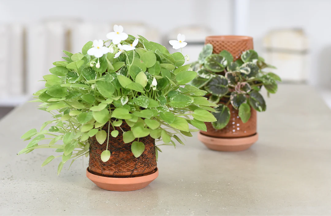 Tevaplanter — Self-Watering, Soil-Free Ceramic Planter