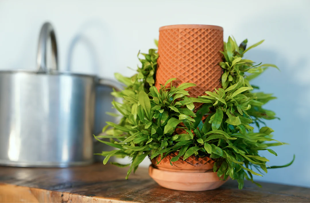 Tevaplanter — Self-Watering, Soil-Free Ceramic Planter