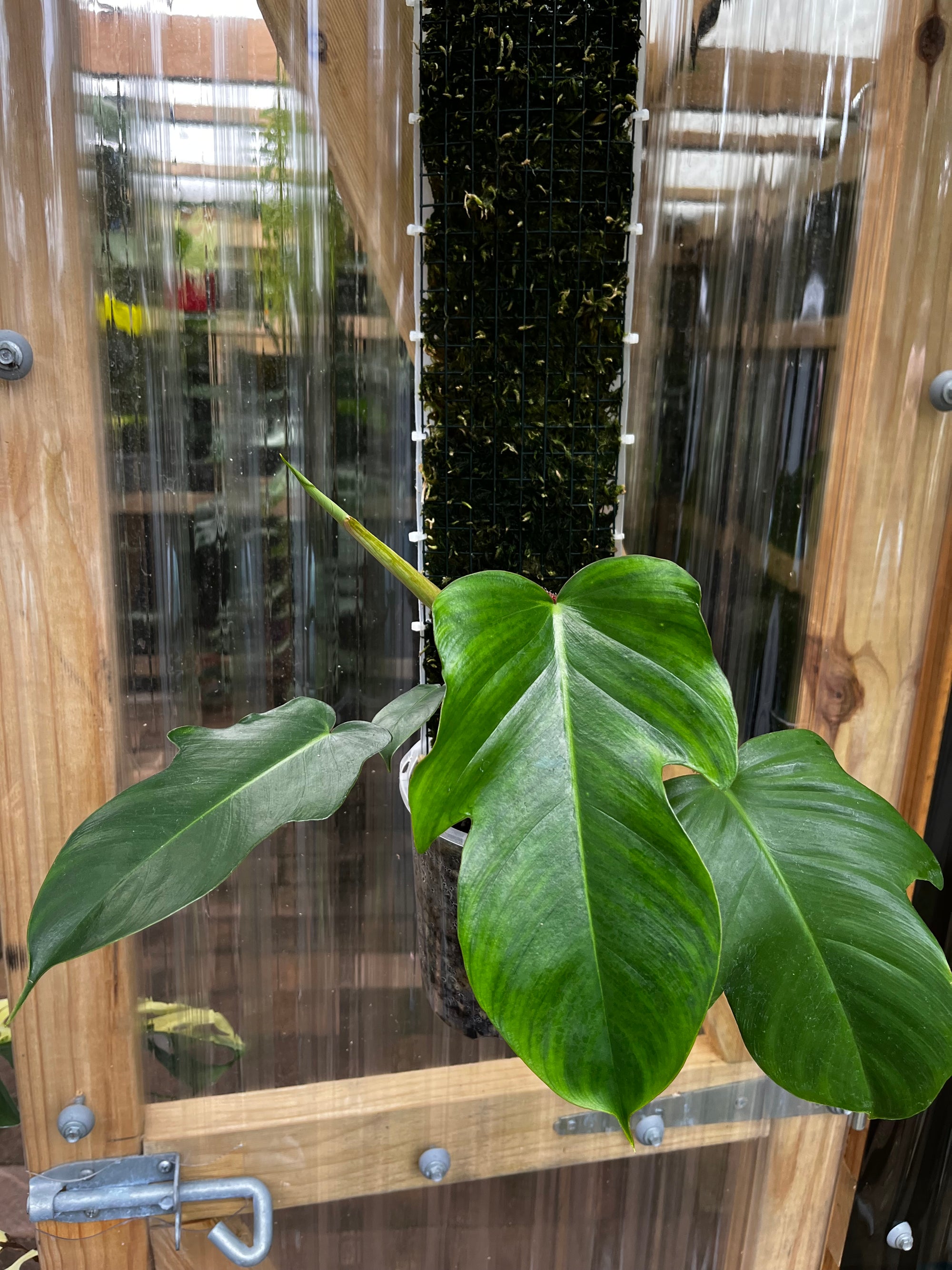 Hairy philodendron will develop extremely large leaves due to the amount of roots it can grow in the moss present in the moss pole or grow pole.